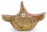 Fossil Plesiosaur (Thililua?) Pectoral Vertebra - Asfla, Morocco #346985-3